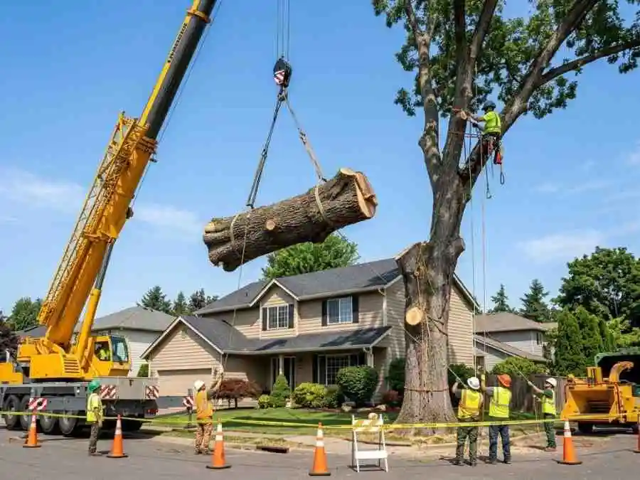 Tree Service New Albany OH 4 BuckeyeTree Pro commercial tree service crew working on a New Albany OH corporate campus