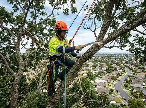 BuckeyeTree Pro arborist performing crown reduction on a mature tree in Bexley OH