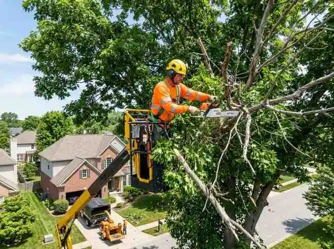 BuckeyeTree Pro arborist removing deadwood from a large white oak in Bexley OH