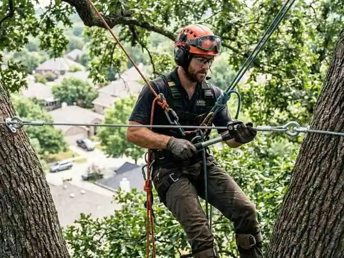 BuckeyeTree Pro arborist cabling a valuable mature tree in Bexley OH