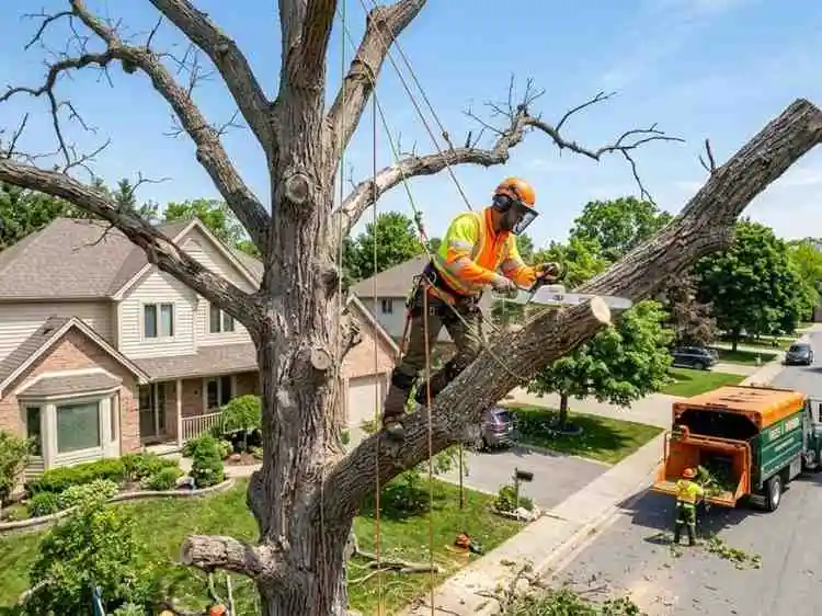 Tree Service Worthington OH 6 BuckeyeTree Pro sectional removal of a declining silver maple in Whitehall OH